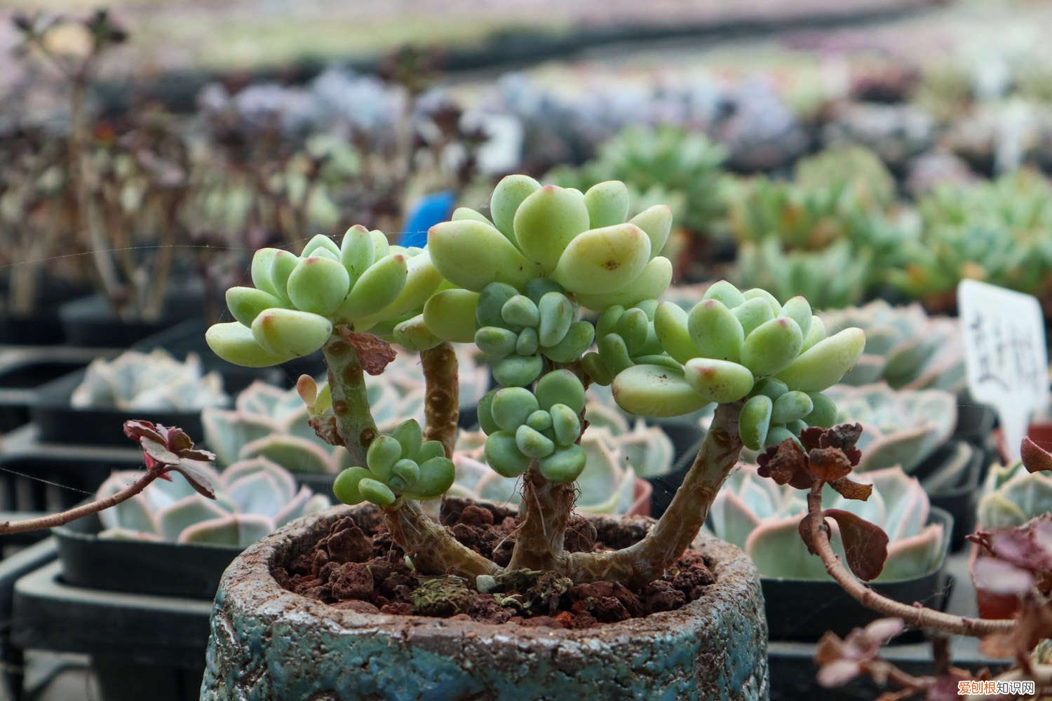 1根橡皮筋1个菜篮子，多肉立马猛长根，100％成活！