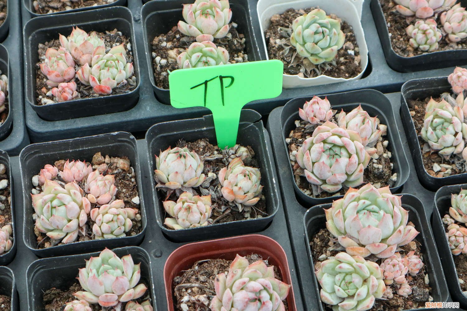 1根橡皮筋1个菜篮子，多肉立马猛长根，100％成活！