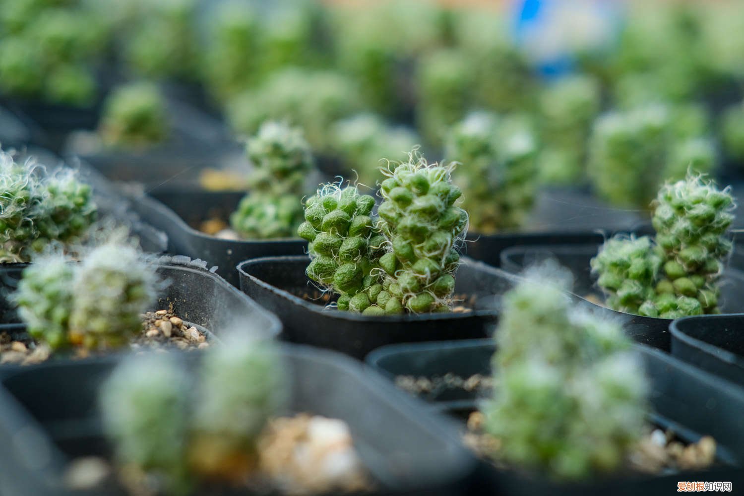 1根橡皮筋1个菜篮子，多肉立马猛长根，100％成活！