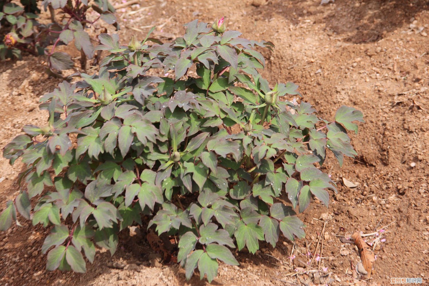 南方能种植牡丹花吗 牡丹花在南方种植好吗