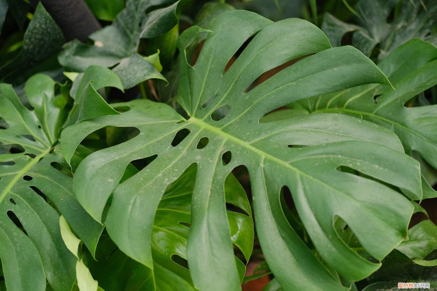 龟背竹怎么换盆刚买的? 龟背竹怎么换盆