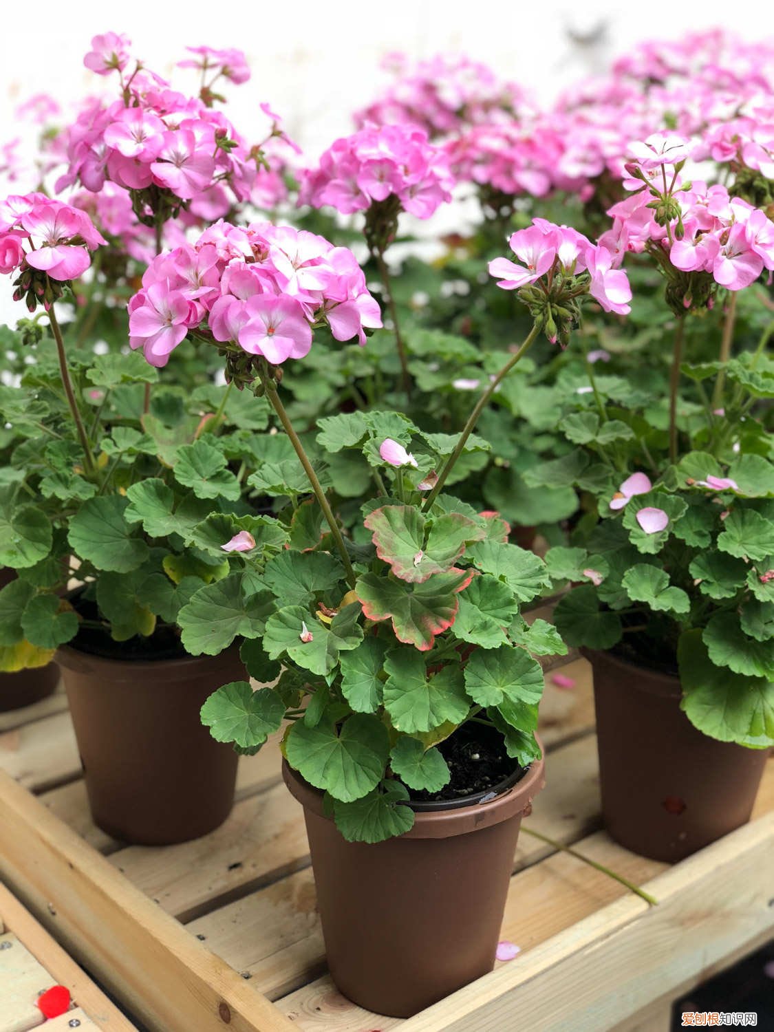 天竺葵怎么养才能爆盆 天竺葵怎么养