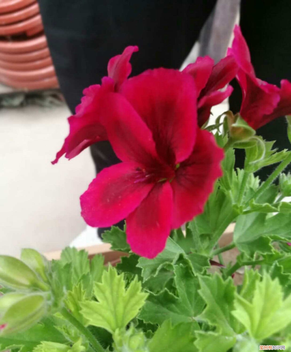 天竺葵怎么养才能爆盆 天竺葵怎么养