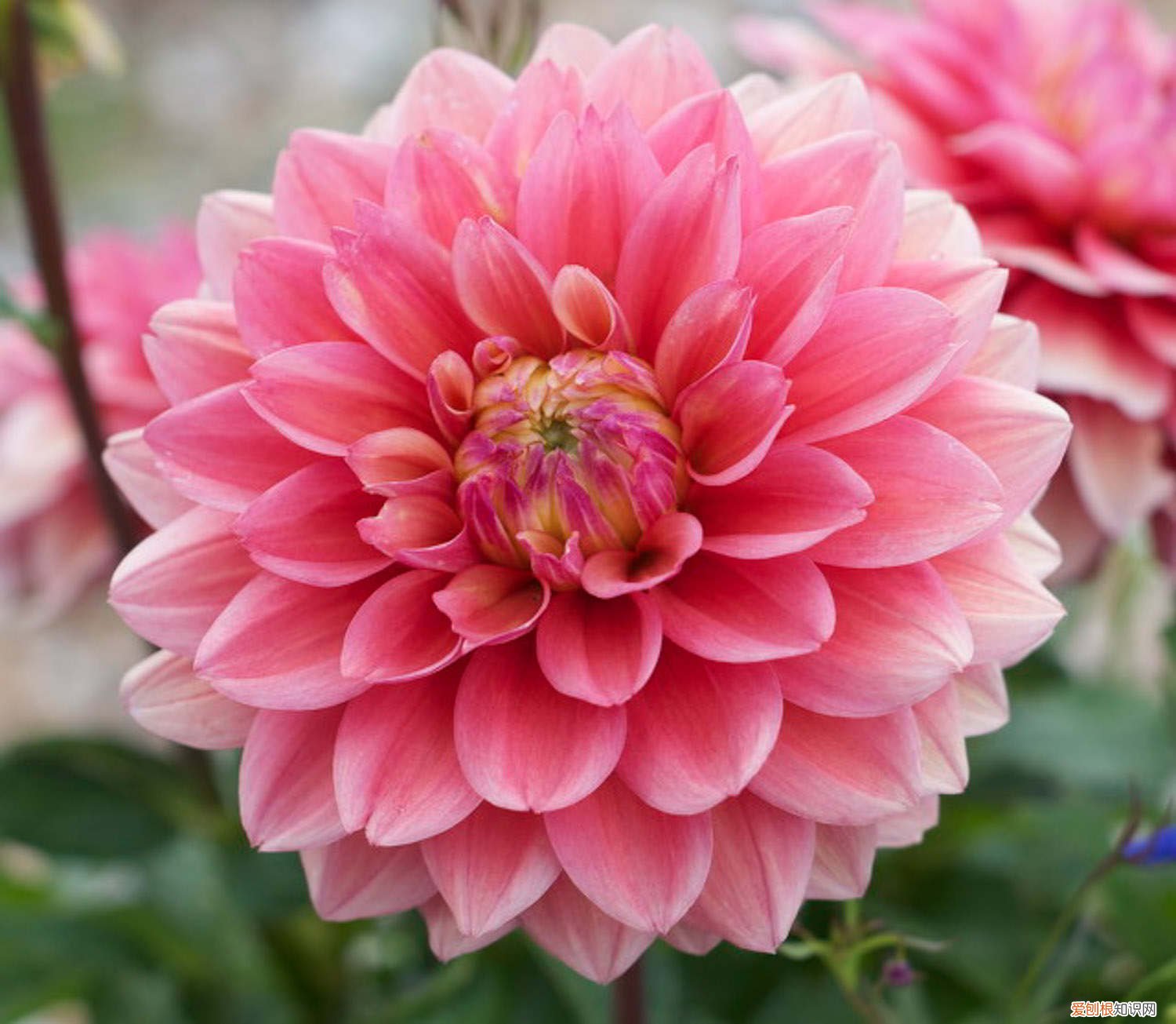 大丽花怎么养护才能开花 大丽花怎么养护