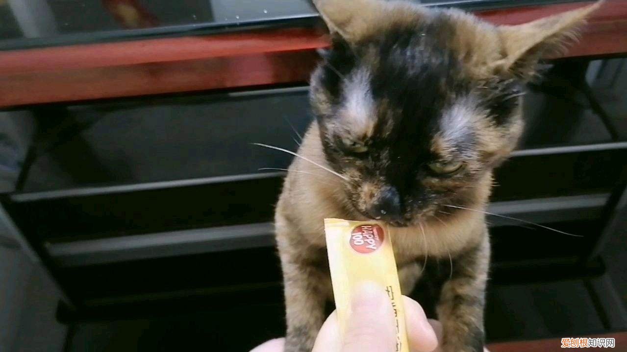 猫三个月能吃猫条吗 三个月的猫可以吃猫条吗