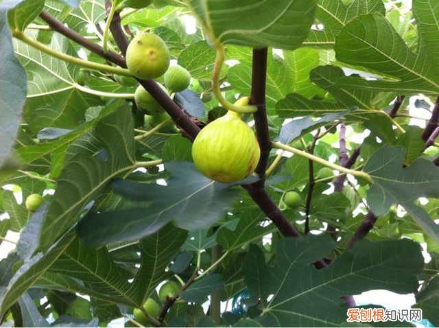 无花果图片欣赏 无花果有哪些营养价值