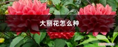 大丽花怎么种植 大丽花怎么种