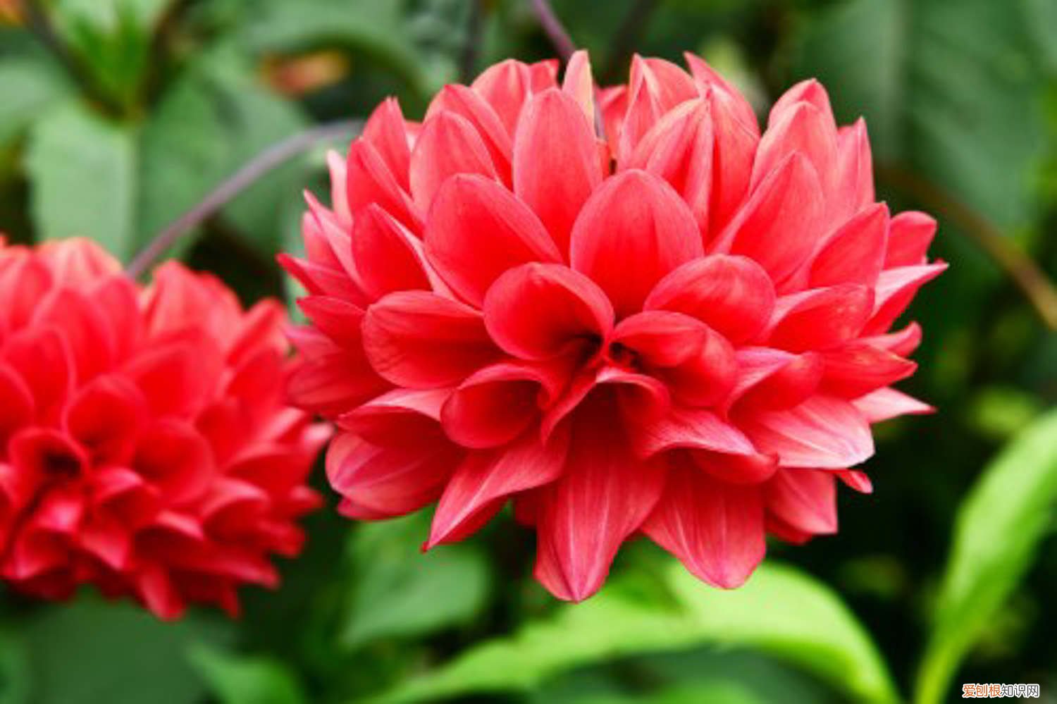 大丽花怎么种植 大丽花怎么种