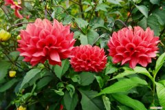 大丽花什么时候种? 大丽花什么时候种植