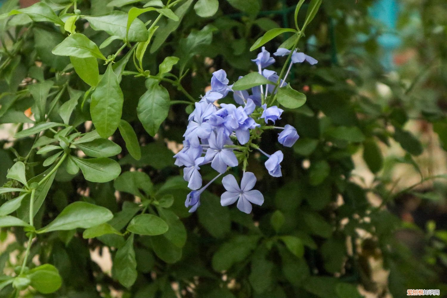 蓝雪花怎么养成花球 蓝雪花怎么养