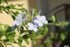 蓝雪花怎么养成花球 蓝雪花怎么养