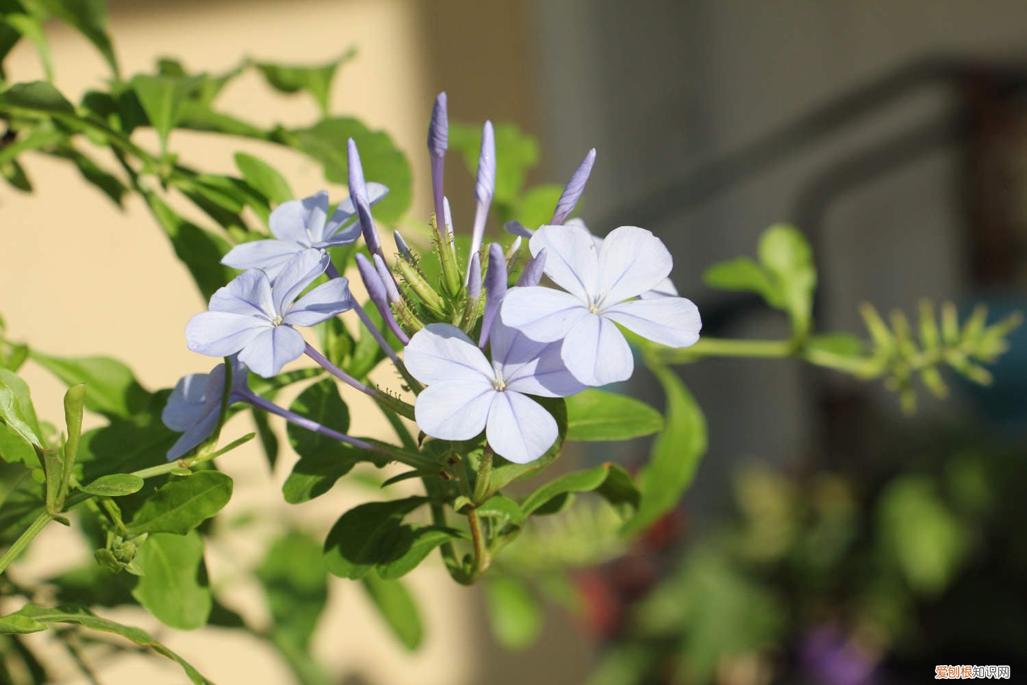 蓝雪花怎么养成花球 蓝雪花怎么养