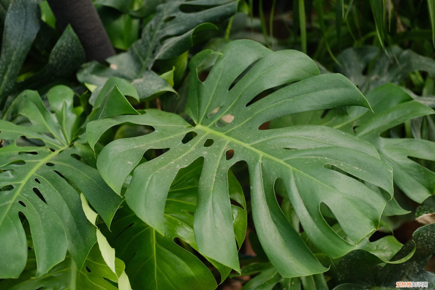 龟背竹什么季节分株 龟背竹怎么分株