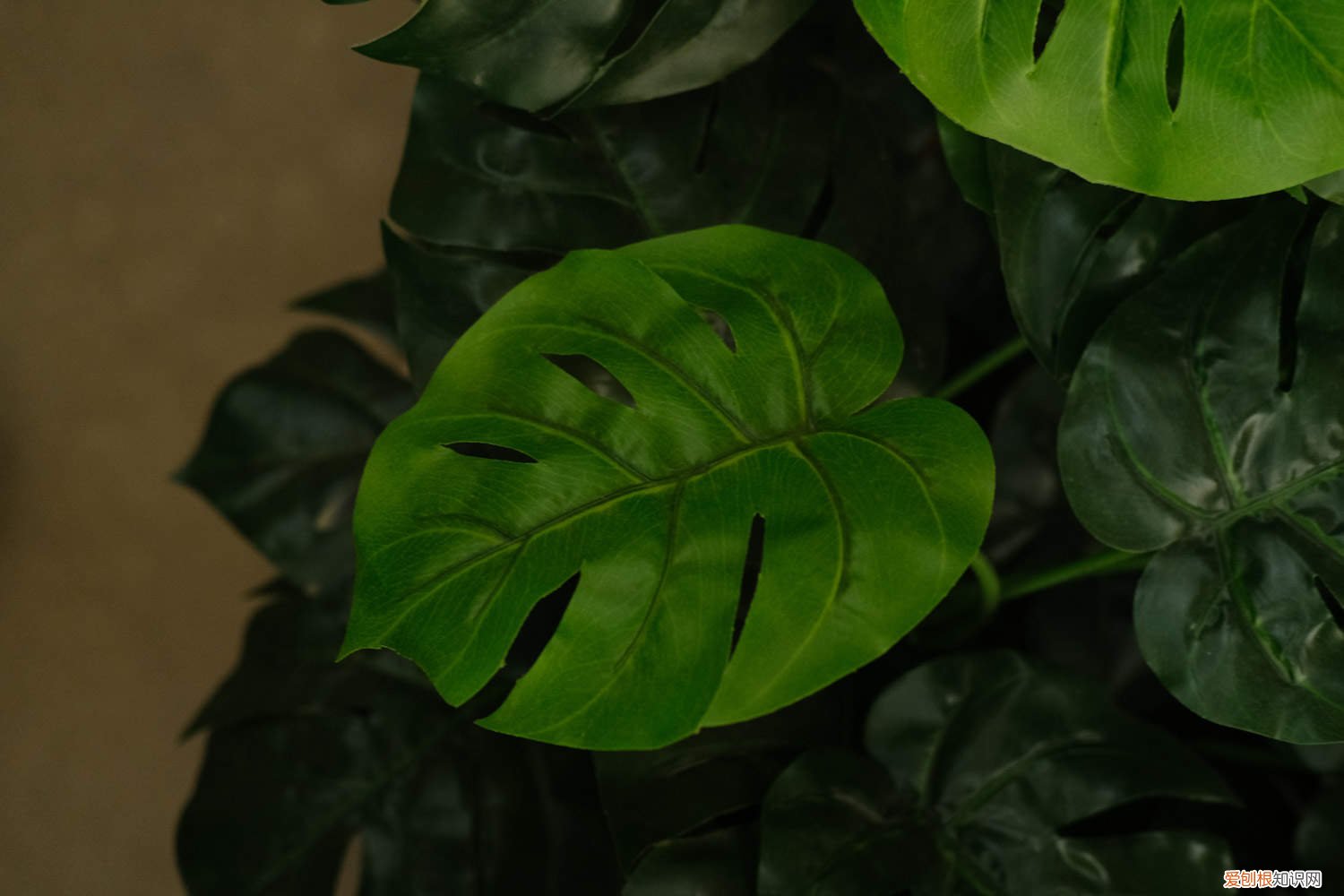 龟背竹什么季节分株 龟背竹怎么分株