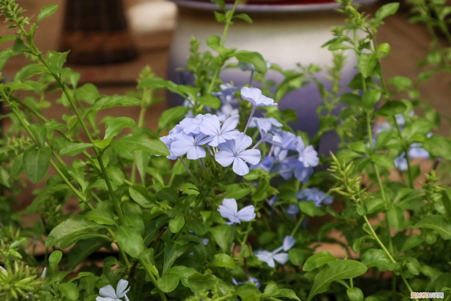 蓝雪花用水扦插的方法 蓝雪花的水扦插方法