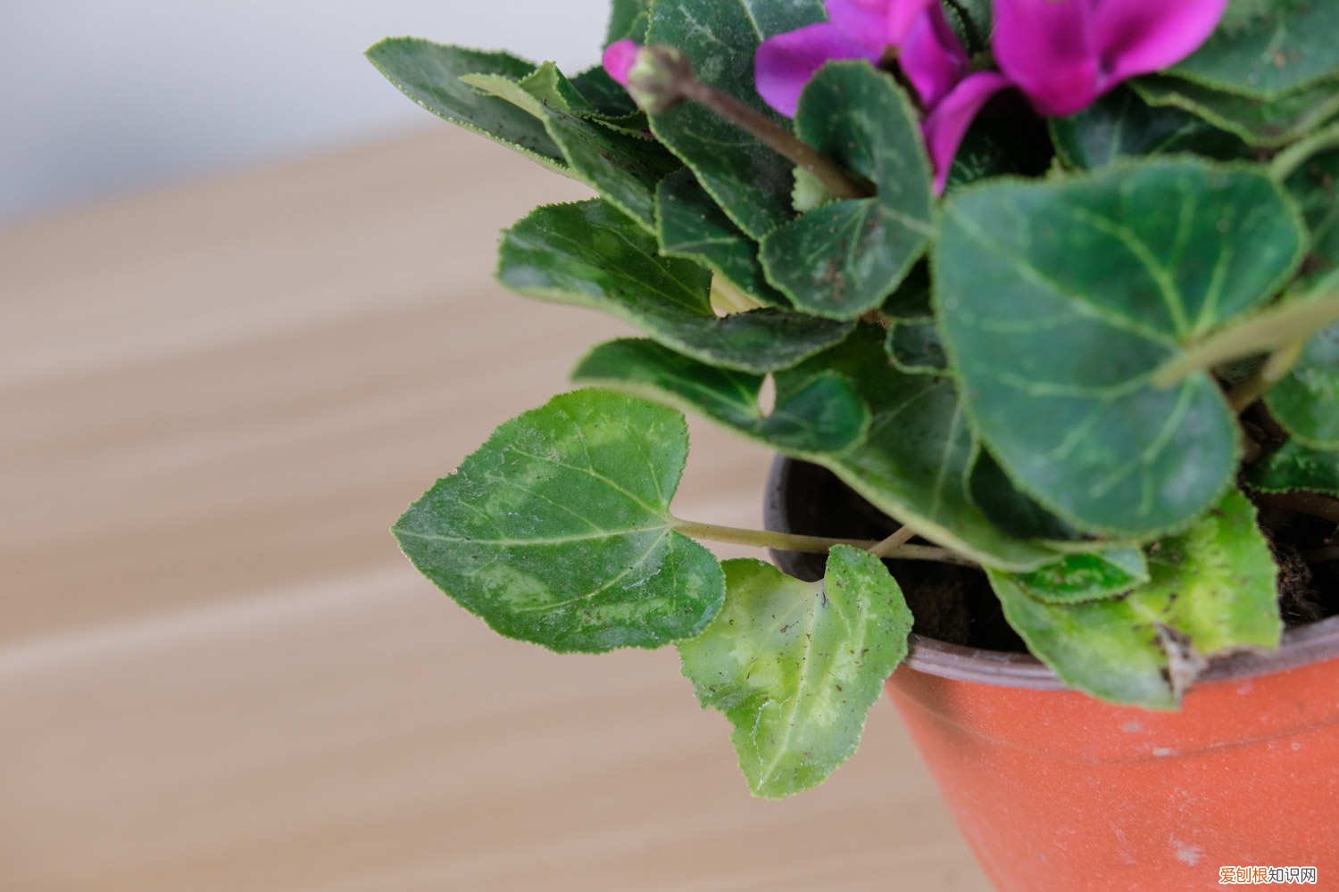 仙客来目前采用的主要繁殖方法是 仙客来繁殖方法和注意事项，繁殖的主要方式