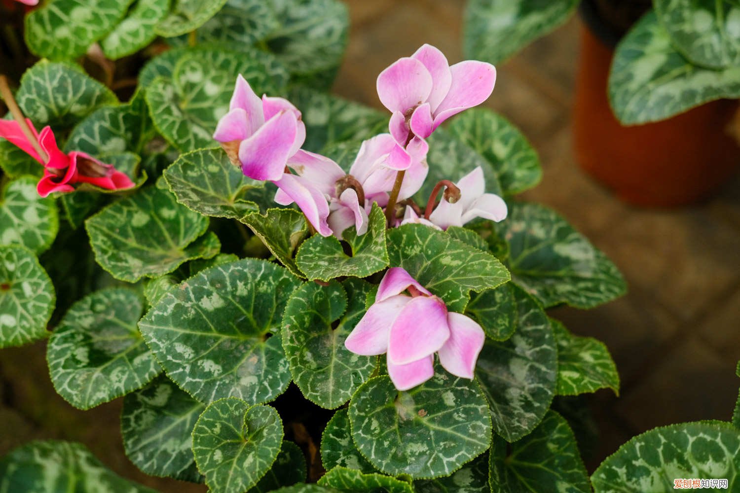 仙客来目前采用的主要繁殖方法是 仙客来繁殖方法和注意事项，繁殖的主要方式