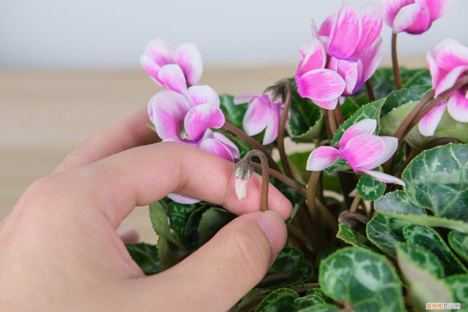 仙客来可以家养吗 仙客来怎么养,家庭养法