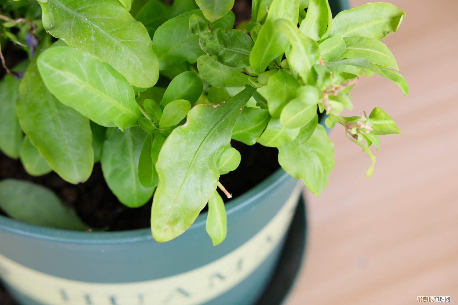 蓝雪花打顶后不长侧枝 蓝雪花怎么打顶