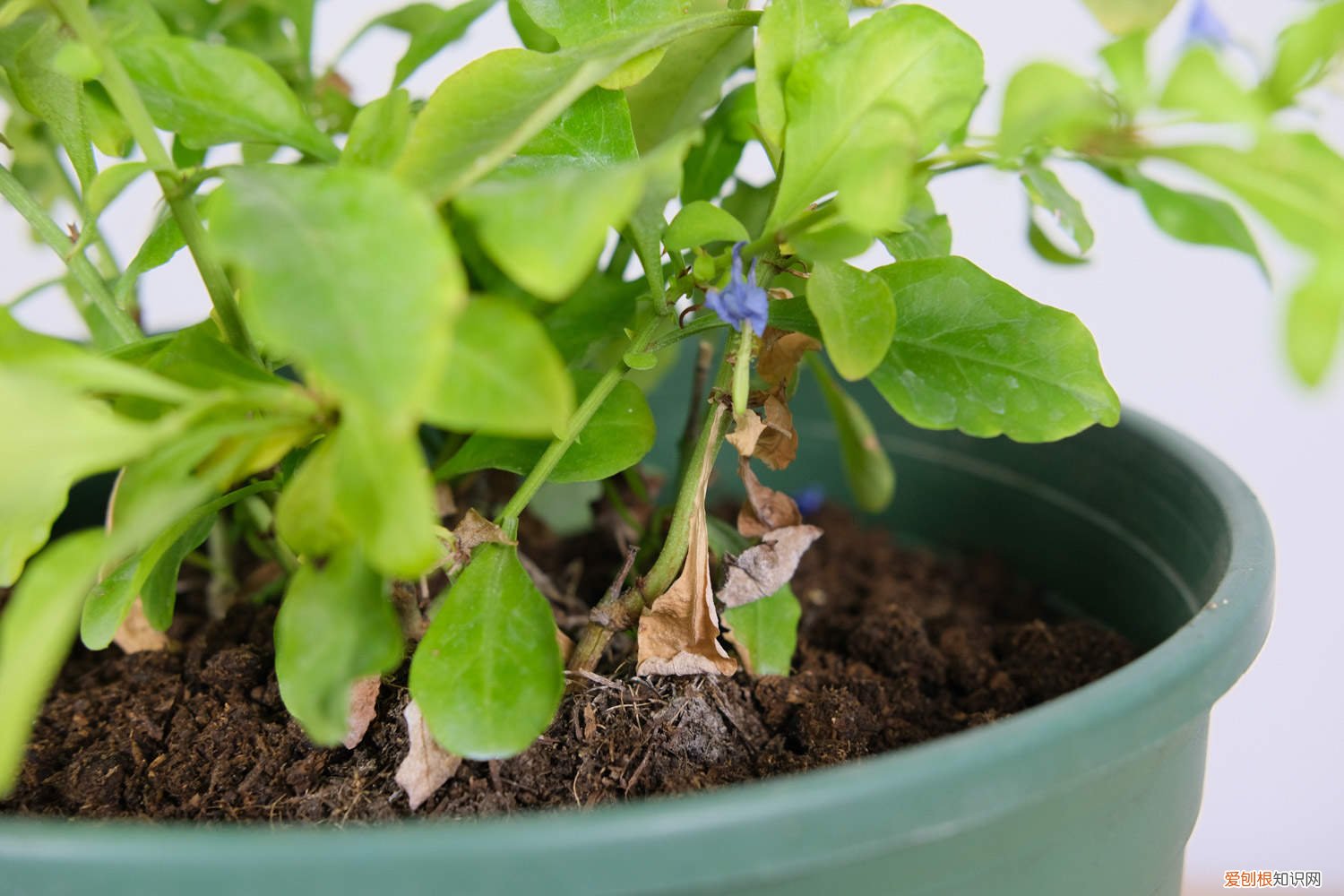 蓝雪花打顶后不长侧枝 蓝雪花怎么打顶
