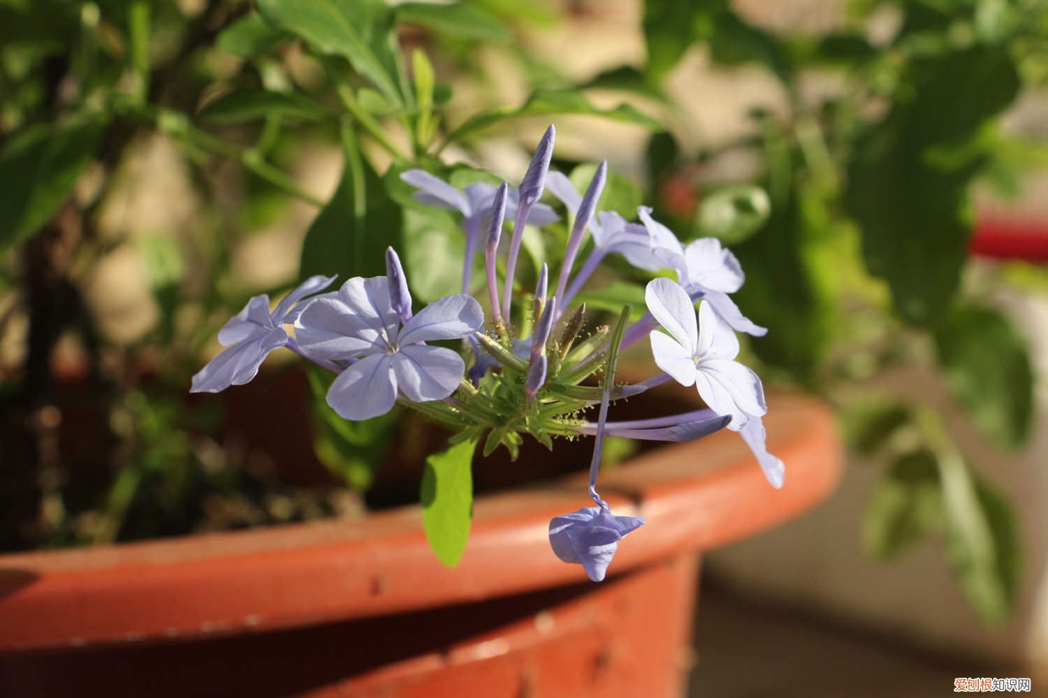 蓝雪花是不是爬藤植物 蓝雪花可以爬藤吗