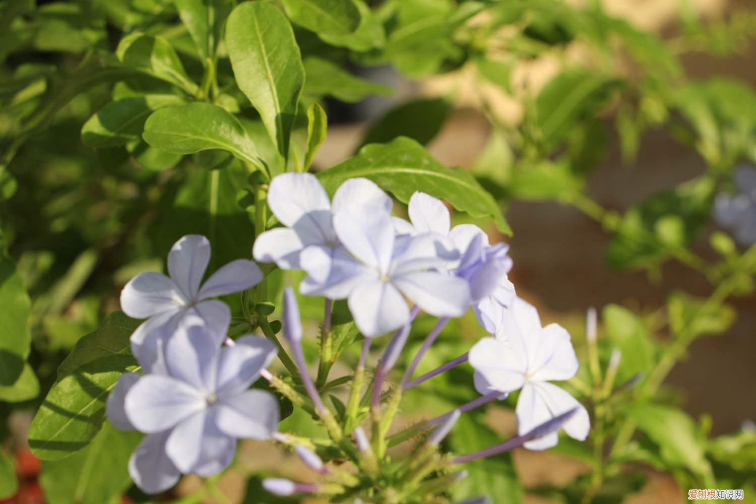 蓝雪花多久浇一次水合适 蓝雪花多久浇一次水