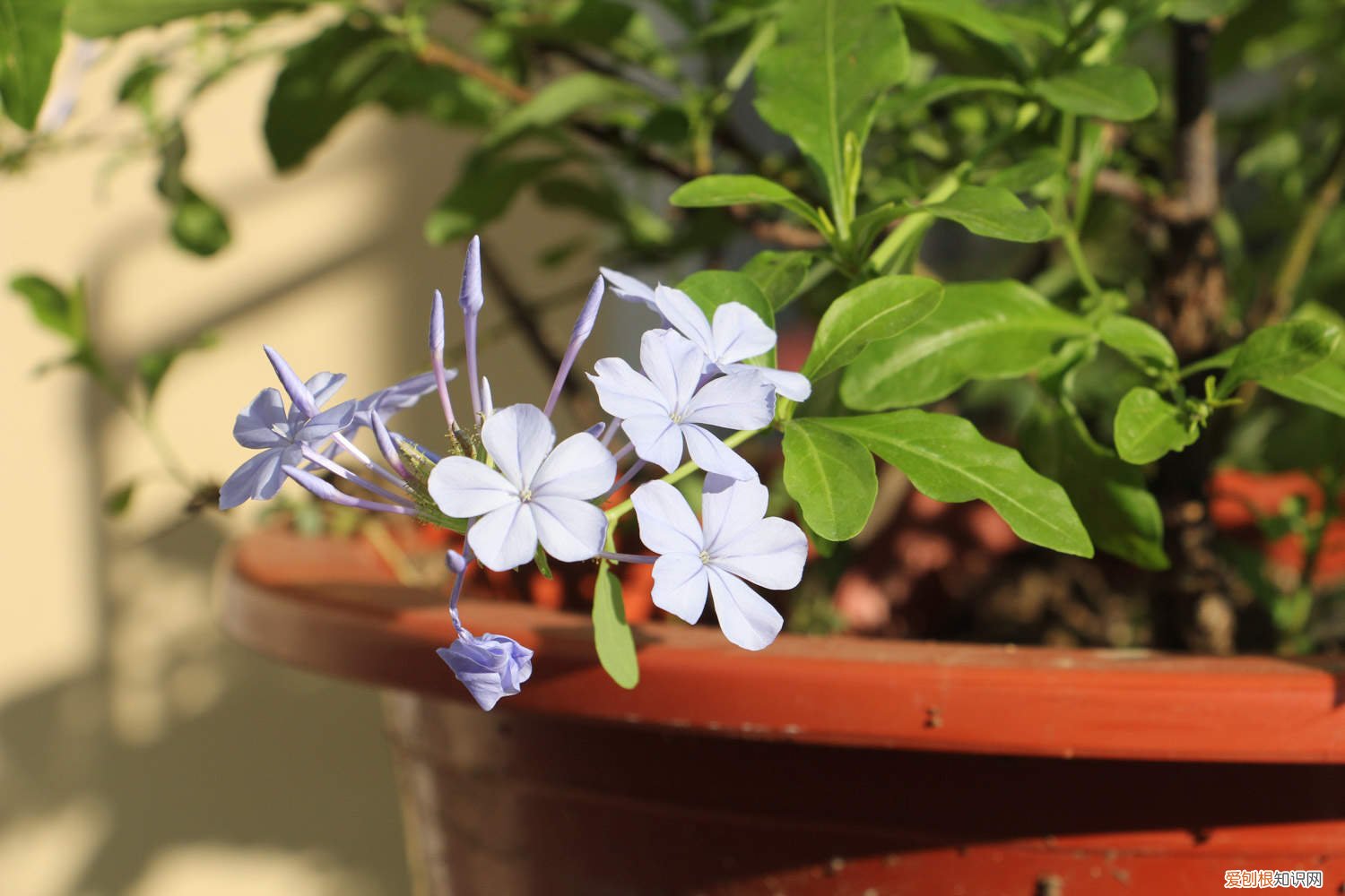 蓝雪花多久浇一次水合适 蓝雪花多久浇一次水