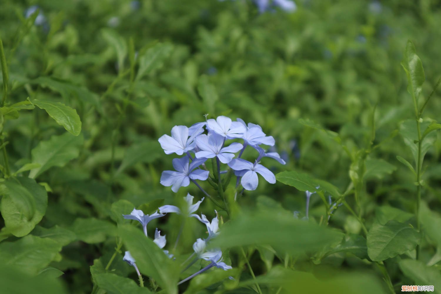 怎样让蓝雪花爬藤更茂盛 怎样让蓝雪花爬藤
