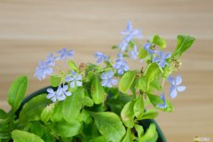 怎样让蓝雪花爬藤更茂盛 怎样让蓝雪花爬藤