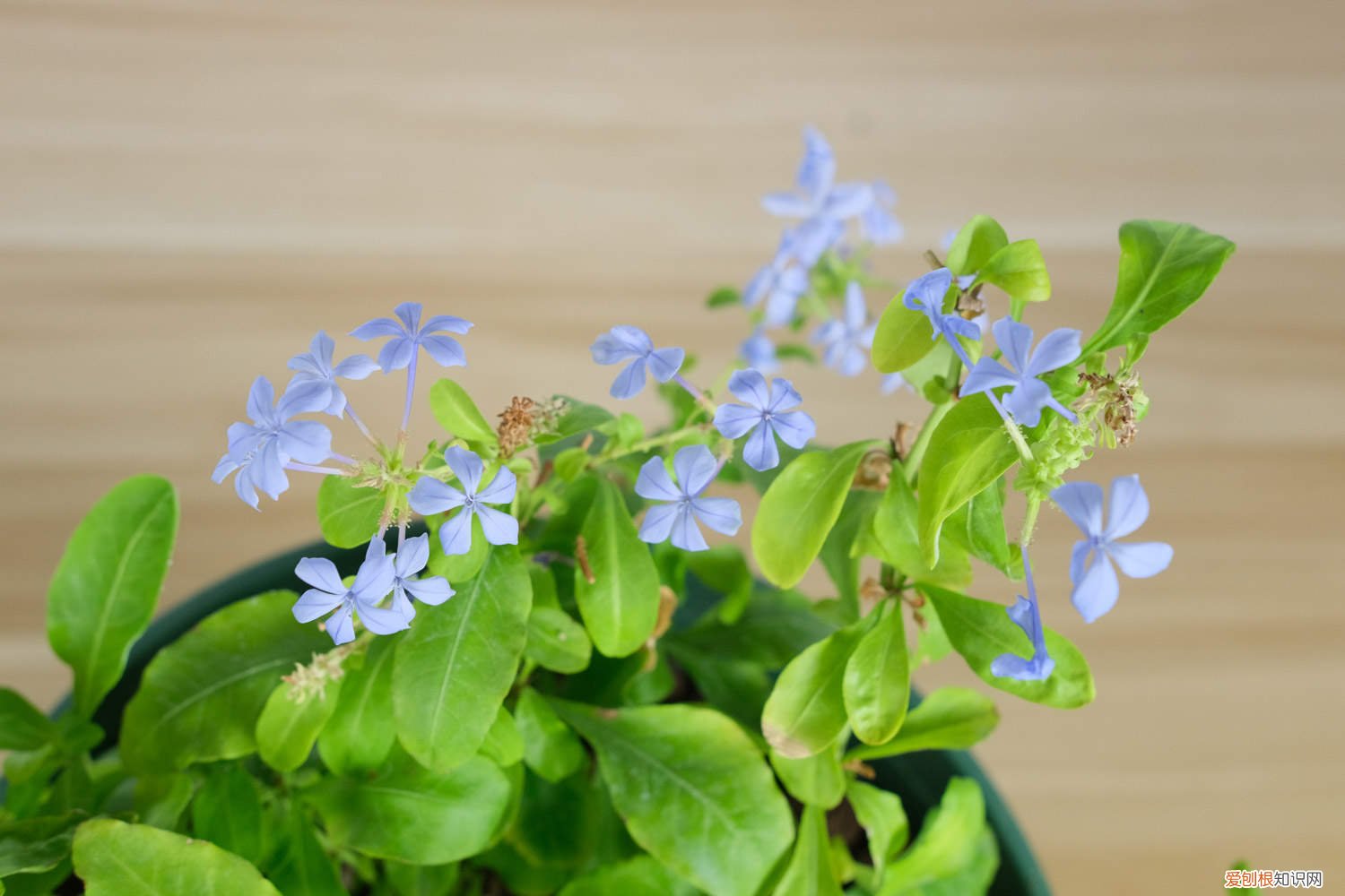 怎样让蓝雪花爬藤更茂盛 怎样让蓝雪花爬藤