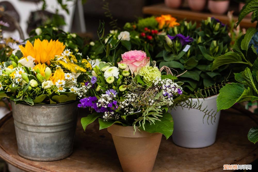 这花入秋就变开花机器,5元入手,2万卖出!