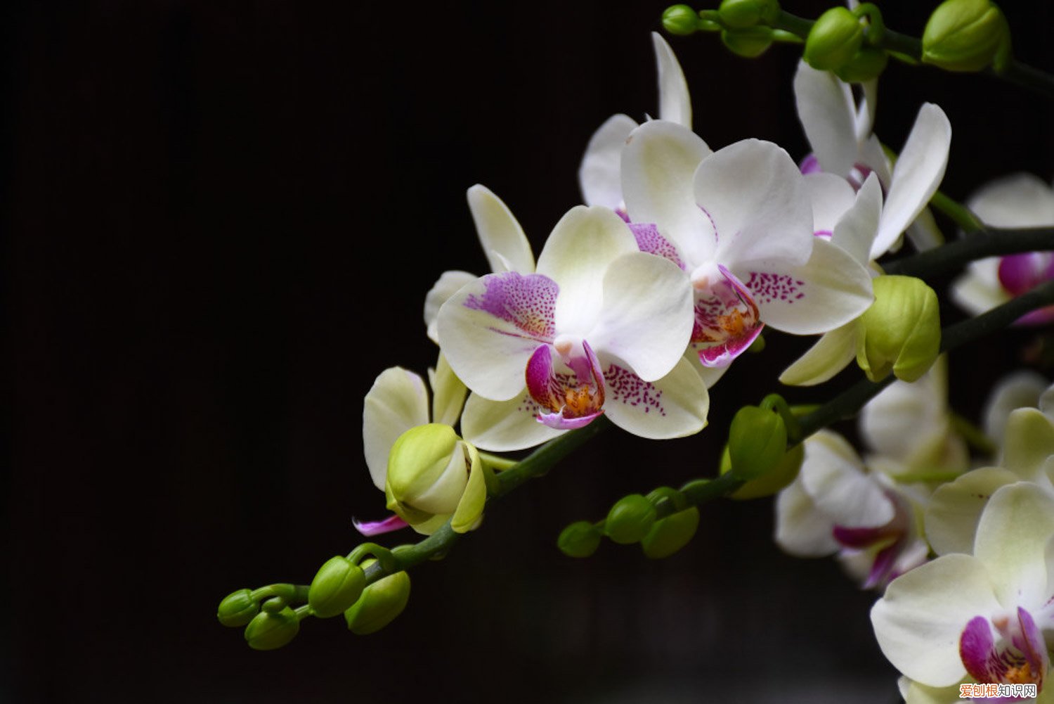 蝴蝶兰怎么养才会开花 蝴蝶兰怎么养才能开花