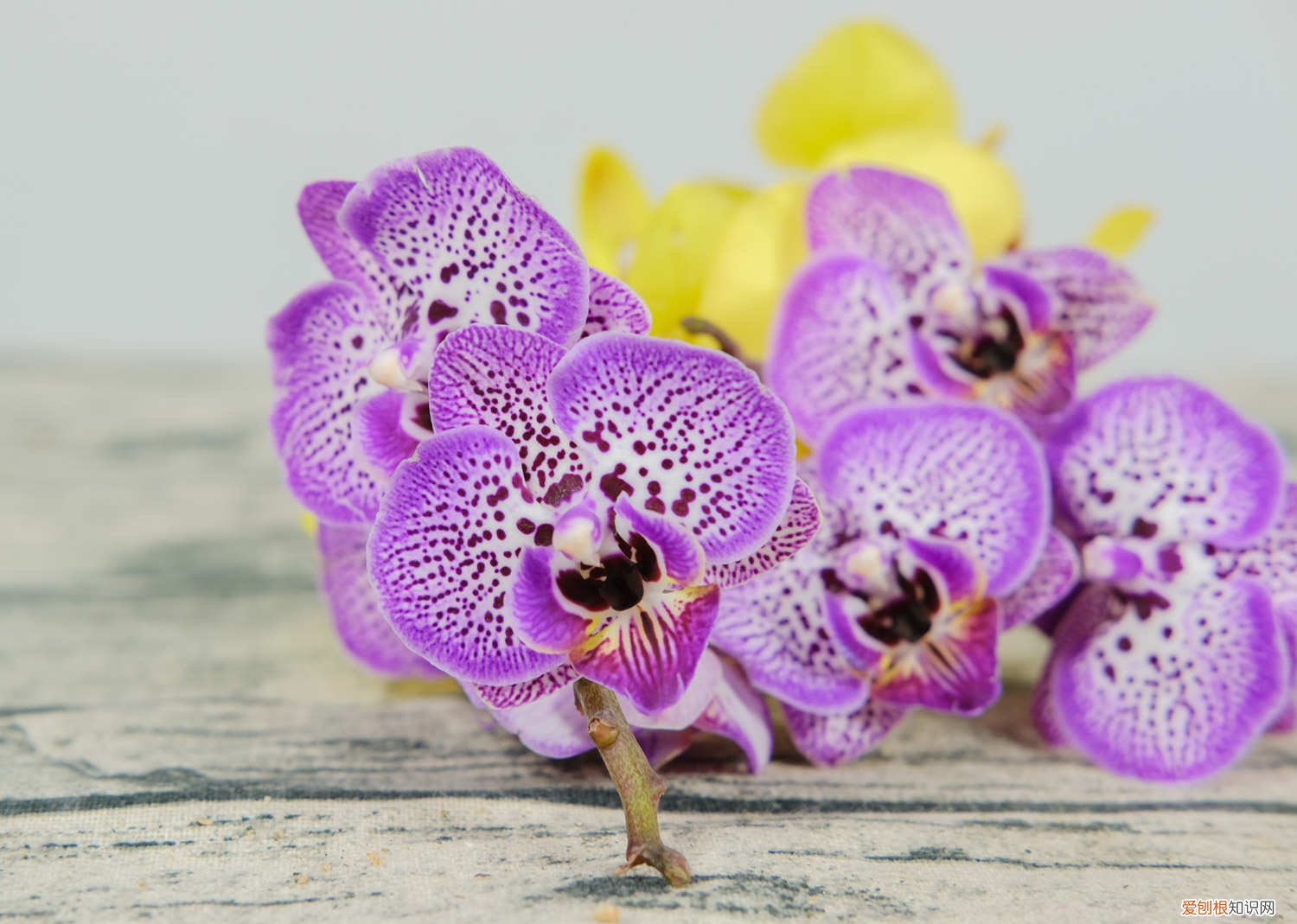 蝴蝶兰怎么养才会开花 蝴蝶兰怎么养才能开花