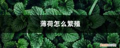 薄荷怎么繁殖的 薄荷怎么繁殖