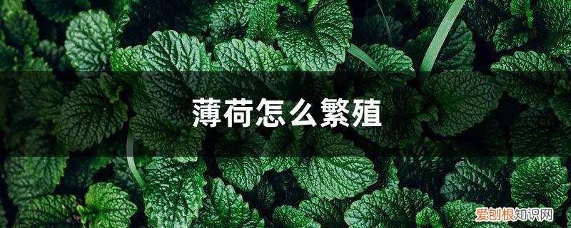 薄荷怎么繁殖的 薄荷怎么繁殖