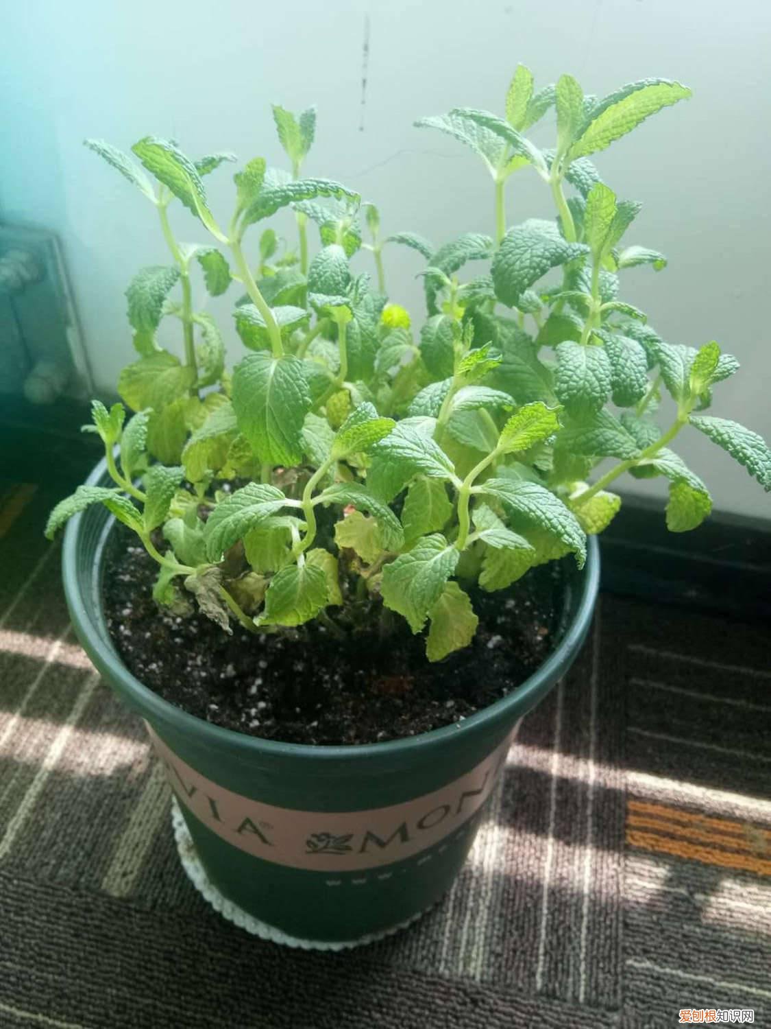 薄荷怎么繁殖的 薄荷怎么繁殖