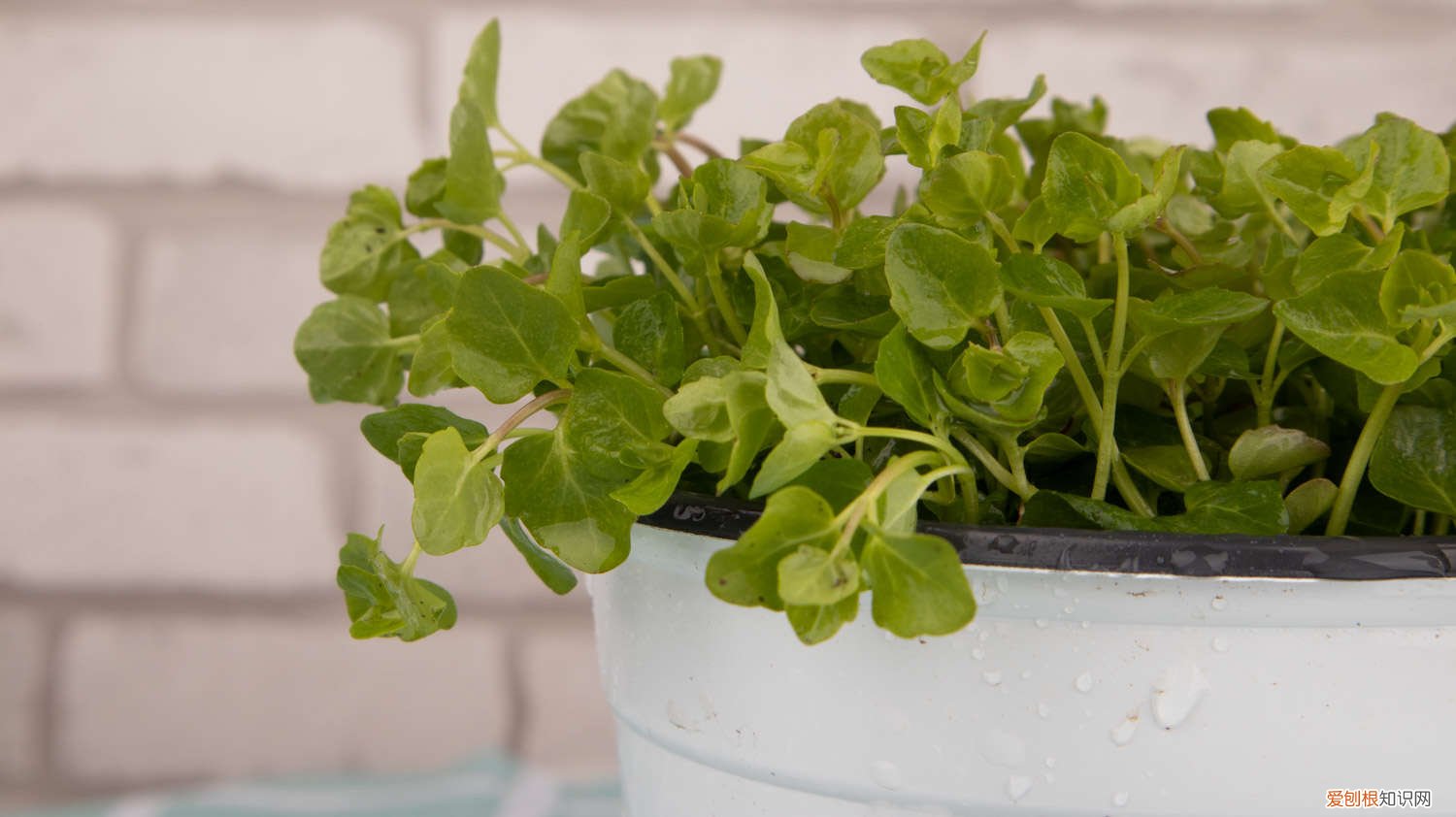 薄荷怎么繁殖的 薄荷怎么繁殖