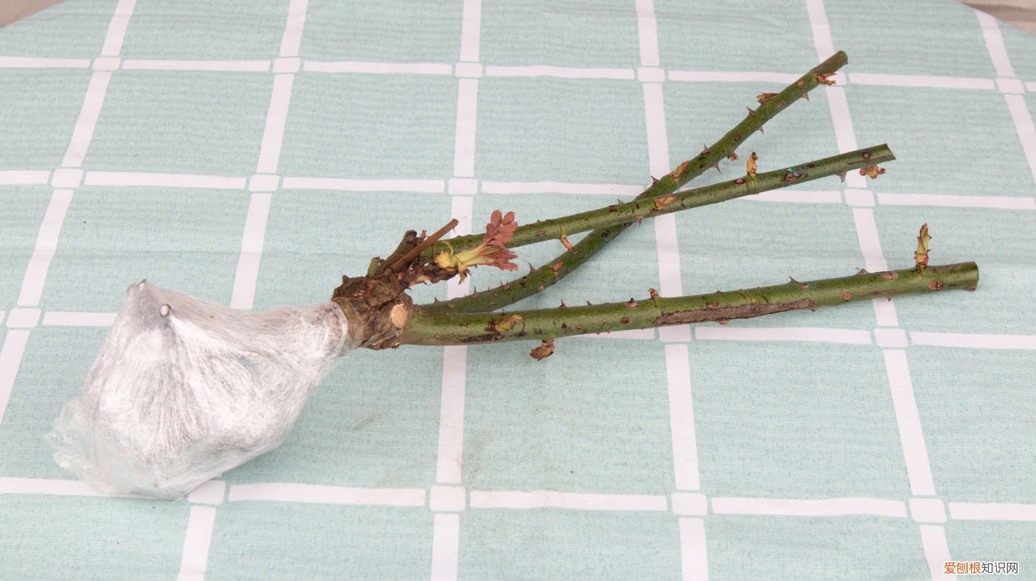 薄荷怎么繁殖的 薄荷怎么繁殖