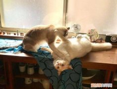 两只猫会打架吗为什么 两只猫会打架吗