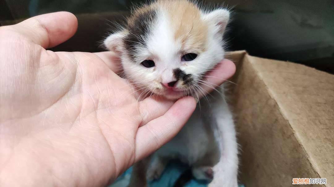 一个月小猫养的活吗 一个月小猫好养活吗