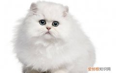 七个月猫咪一天吃多少猫粮比较好 七个月猫咪一天吃多少猫粮
