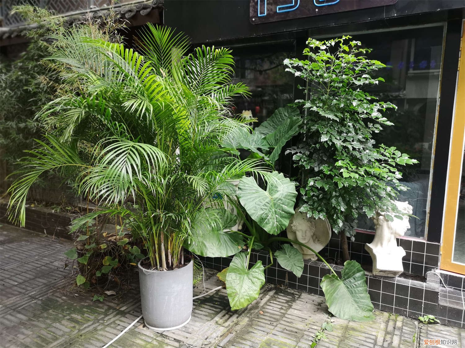 散尾葵用什么土养 散尾葵用什么土