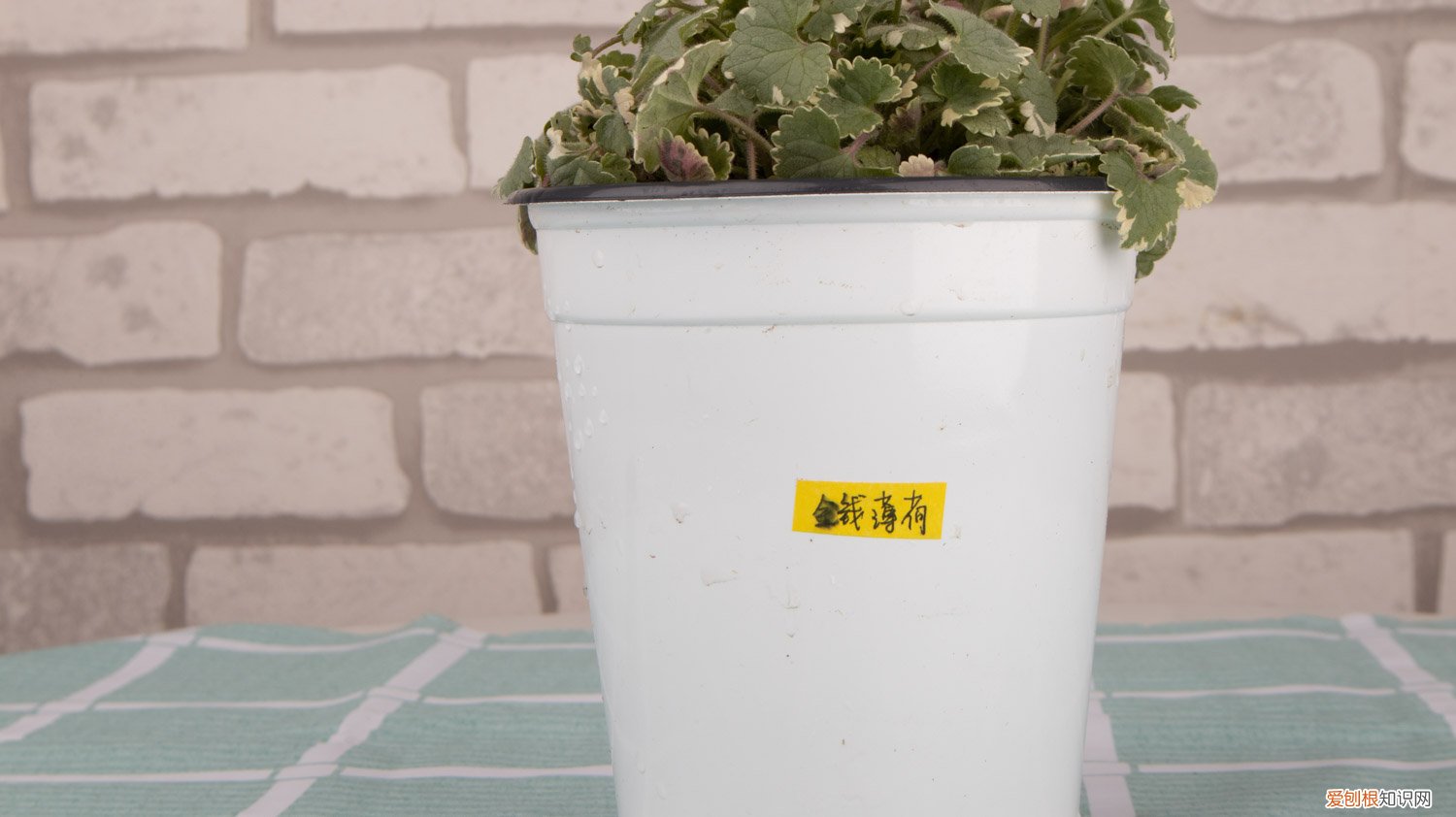 薄荷怎么种植 盆栽 薄荷怎么种植
