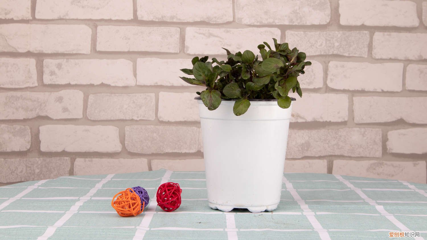 薄荷怎么种植 盆栽 薄荷怎么种植