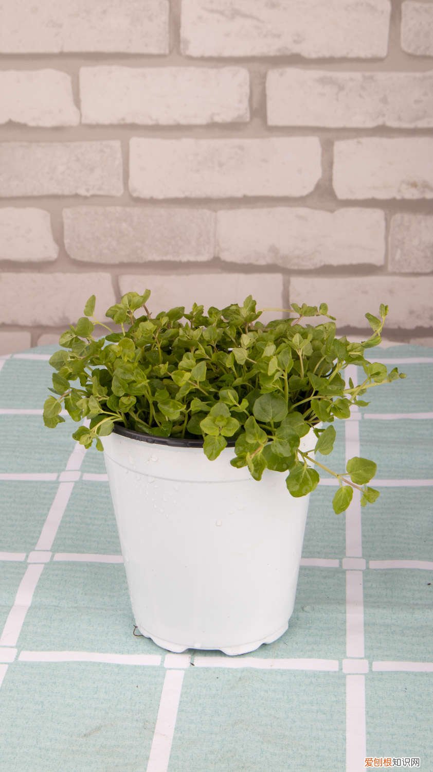 薄荷怎么种植 盆栽 薄荷怎么种植