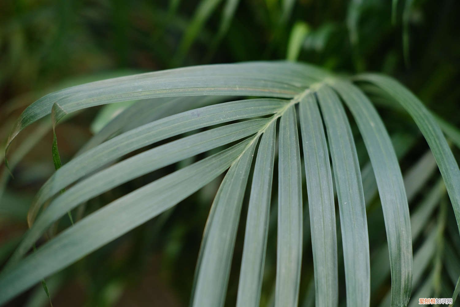 散尾葵用什么肥料长的快 散尾葵用什么肥料