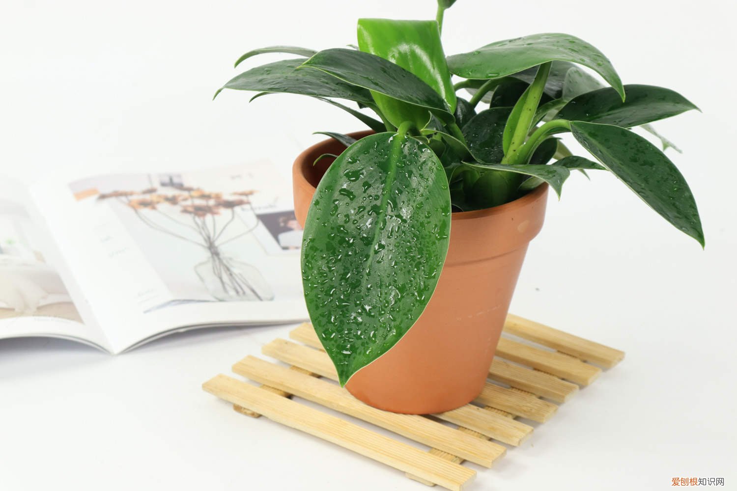 金钻花施什么肥好 金钻施什么肥长的旺