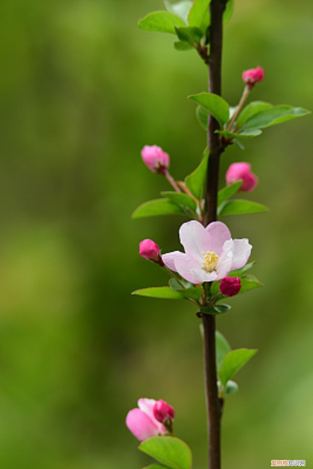 海棠有几种结果的 海棠有几种