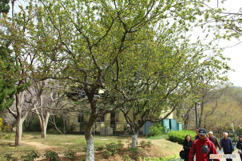 海棠有几种结果的 海棠有几种