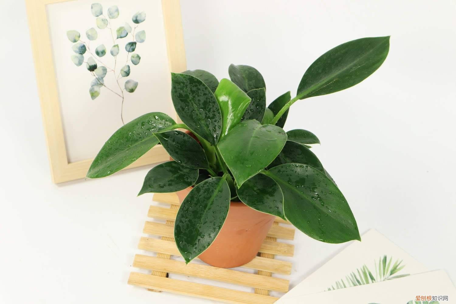 金钻浇多少水合适 金钻浇什么水